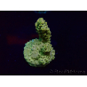 WYSIWYG Acropora15A2 Australie acclimaté led
