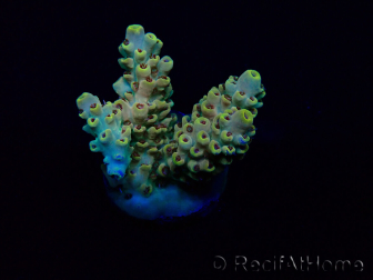 WYSIWYG Acropora 15G6 Mariculture acclimaté led