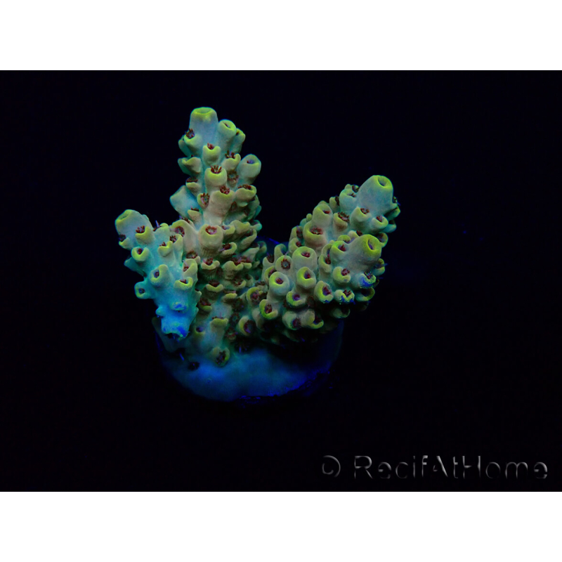 WYSIWYG Acropora 15G6 Mariculture acclimaté led