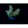 WYSIWYG Acropora 15G6 Mariculture acclimaté led