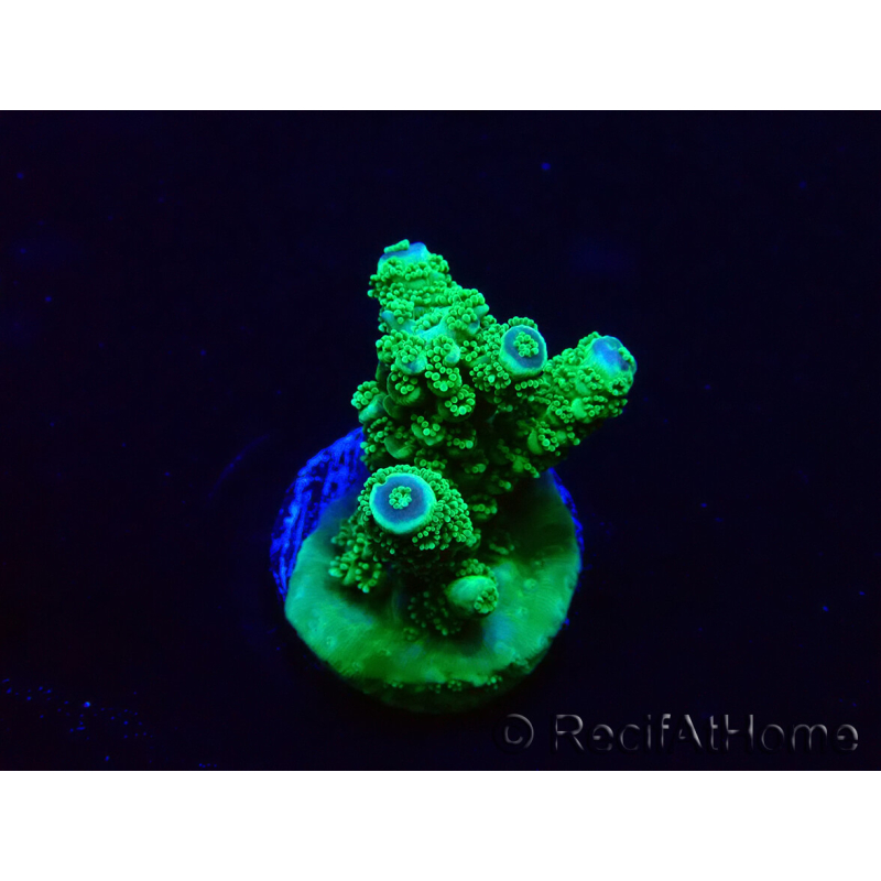 WYSIWYG Acropora 15H7 akklimatisiert LED