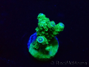 WYSIWYG Acropora 15H7 acclimated LED