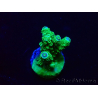 WYSIWYG Acropora 15H7 Mariculture acclimaté led