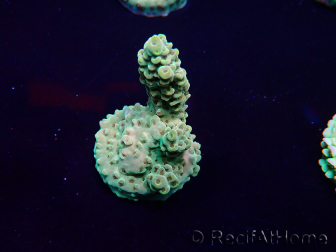 WYSIWYG Acropora 15A2 Mariculture acclimaté led
