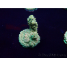 WYSIWYG Acropora 15A2 Australie acclimaté led
