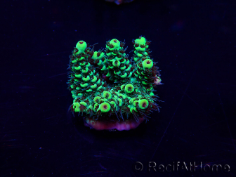 WYSIWYG Acropora 15E11 Mariculture acclimaté led
