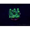 WYSIWYG Acropora 15E11 Mariculture acclimaté led