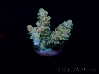 WYSIWYG Acropora 15G6 Mariculture acclimaté led