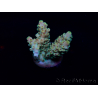 WYSIWYG Acropora 15G6 Mariculture acclimaté led