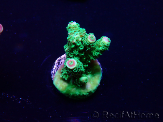 WYSIWYG Acropora 15H7 acclimatato LED