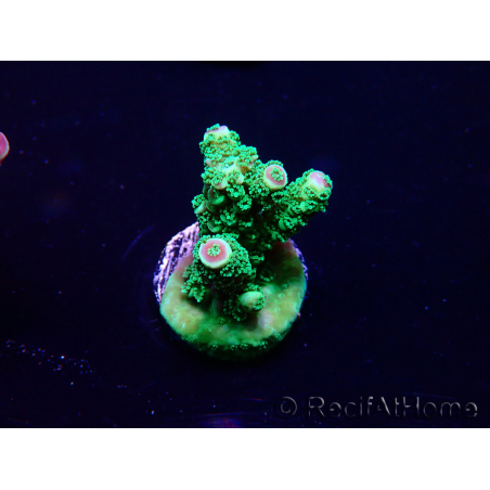 WYSIWYG Acropora 15H7 aclimatado led