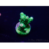 WYSIWYG Acropora 15H7 akklimatisiert LED