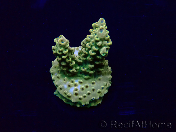 WYSIWYG Acropora 15J4 Mariculture acclimaté led