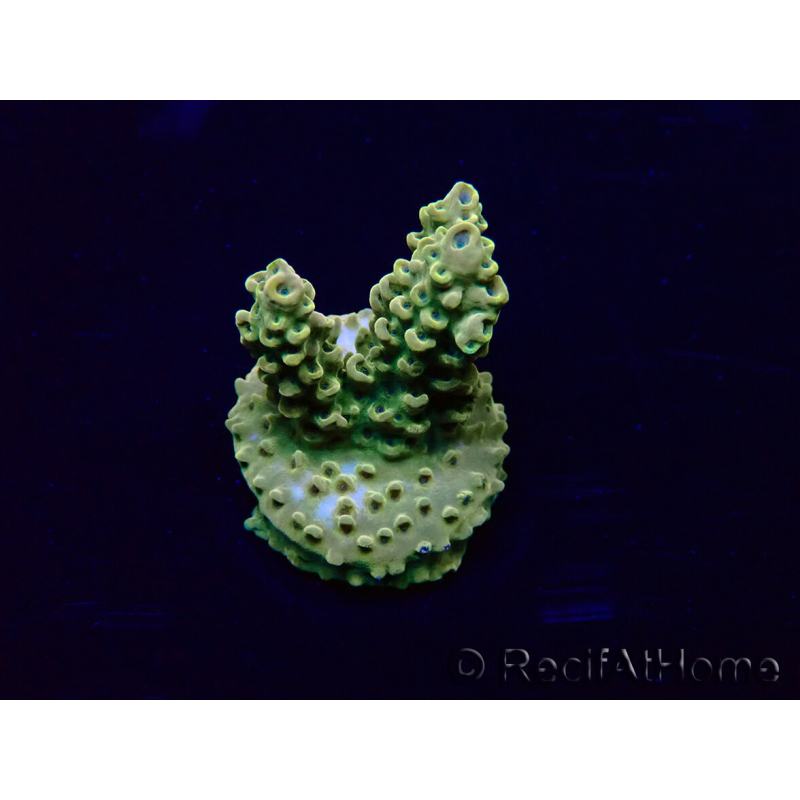 WYSIWYG Acropora 15J4 Mariculture acclimaté led