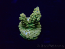 WYSIWYG Acropora 15J4 Mariculture acclimaté led