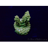 WYSIWYG Acropora 15J4 Mariculture acclimaté led