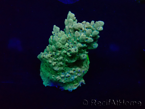 WYSIWYG Acropora 15J8 Mariculture acclimaté led