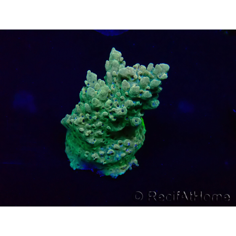 WYSIWYG Acropora 15J8 Mariculture acclimaté led