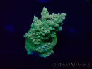 WYSIWYG Acropora 15J8 Mariculture acclimaté led