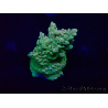 WYSIWYG Acropora 15J8 Mariculture acclimaté led