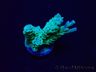 WYSIWYG Acropora Maricultura aclimatada LED