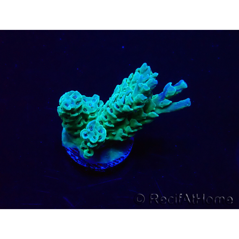 WYSIWYG Acropora Marikultur akklimatisiert LED
