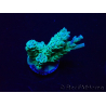 WYSIWYG Acropora Mariculture acclimated LED