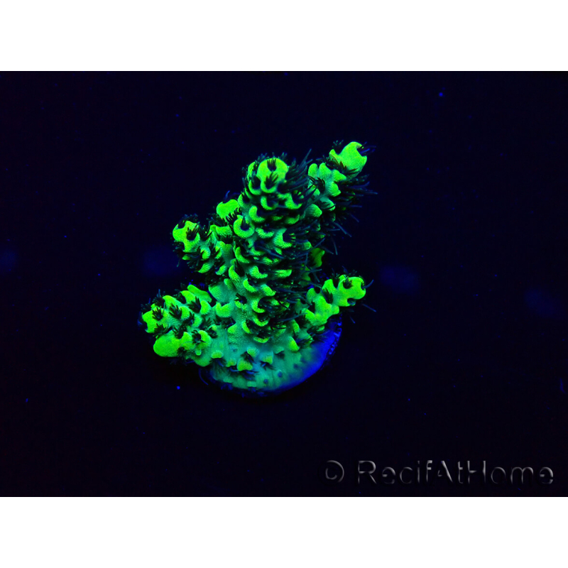 WYSIWYG Acropora 15M3 acclimaté led