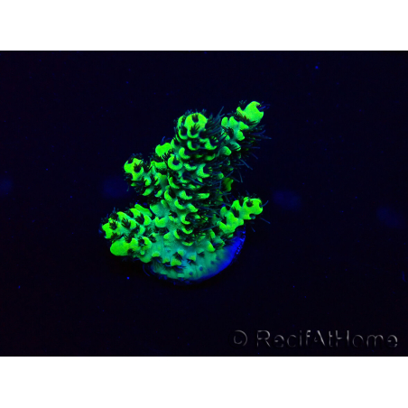 WYSIWYG Acropora 15M3 acclimaté led