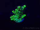 WYSIWYG Acropora 15M3 acclimaté led