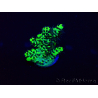 WYSIWYG Acropora 15M3 Mariculture acclimaté led