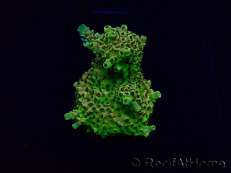 WYSIWYG Acropora 15M9 Australie acclimaté led