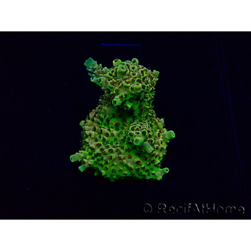WYSIWYG Acropora 15M9 Australien akklimatisiert LED