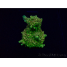 WYSIWYG Acropora 15M9 Australia aclimatado led