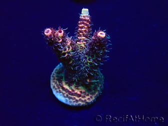 WYSIWYG Acropora millepora 15O6 Mariculture Acclimaté led