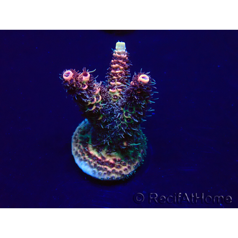 WYSIWYG Acropora 15O6 Mariculture Acclimaté led