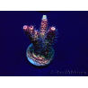 WYSIWYG Acropora 15O6 Maricultura Aclimatado led