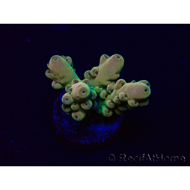 WYSIWYG Acropora 15O11 Mariculture acclimaté led
