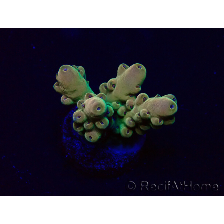 WYSIWYG Acropora Mariculture acclimated LED