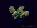 WYSIWYG Acropora Maricoltura acclimatata a LED