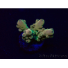 WYSIWYG Acropora Marikultur akklimatisiert LED