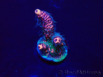 WYSIWYG Acropora 15P2 Mariculture acclimaté led