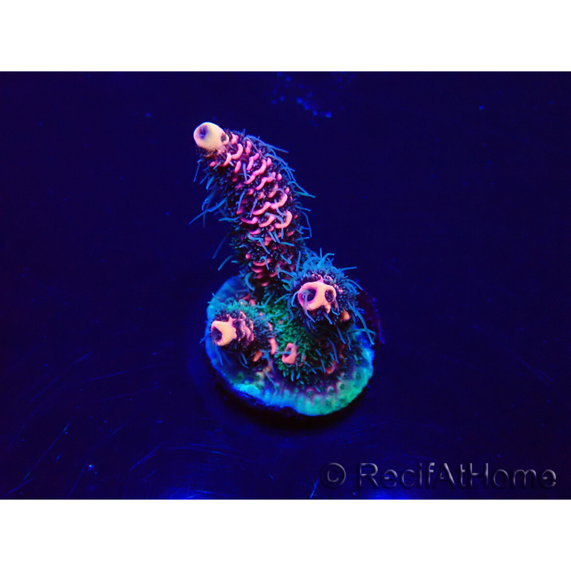 WYSIWYG Acropora 15P2 Mariculture acclimaté led