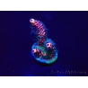 WYSIWYG Acropora 15P2 Mariculture acclimaté led