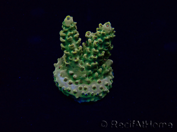 WYSIWYG Acropora 15P6 Mariculture Acclimaté led