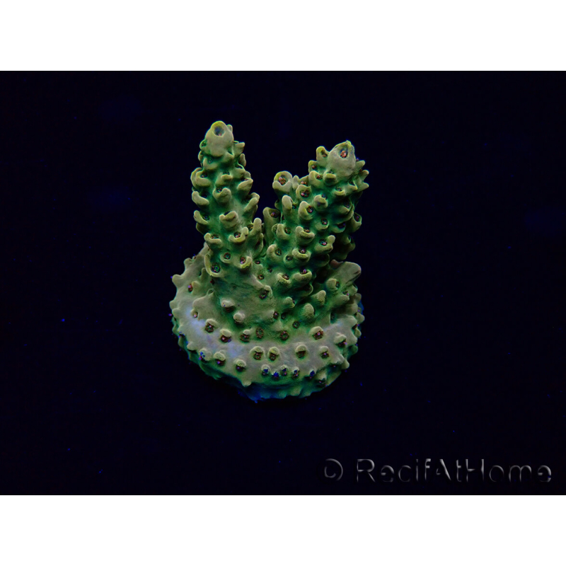 WYSIWYG Acropora 15P6 Mariculture Acclimaté led