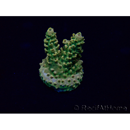 WYSIWYG Acropora 15P6 Mariculture Acclimaté led