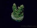 WYSIWYG Acropora 15P6 Mariculture Acclimaté led