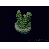 WYSIWYG Acropora 15P6 Mariculture Acclimaté led