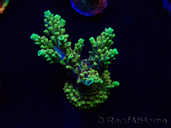 WYSIWYG Acropora Mariculture acclimated LED
